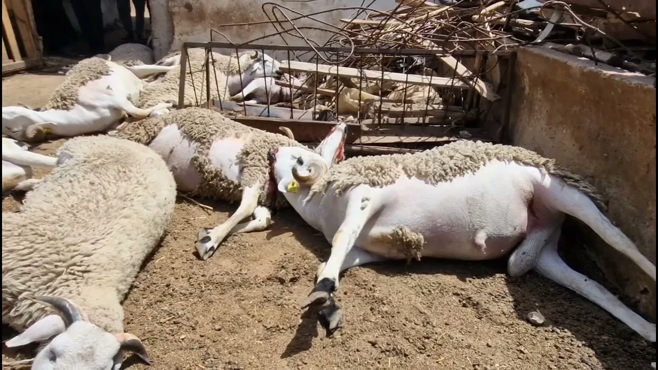 Mort Subite de Moutons et Chèvres à Al Haouz : Une Crise Sanitaire Sous Surveillance