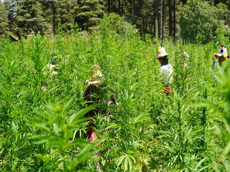 La Beldia : Le Cannabis Traditionnel Marocain Légalisé et Cultivé à Issaguen