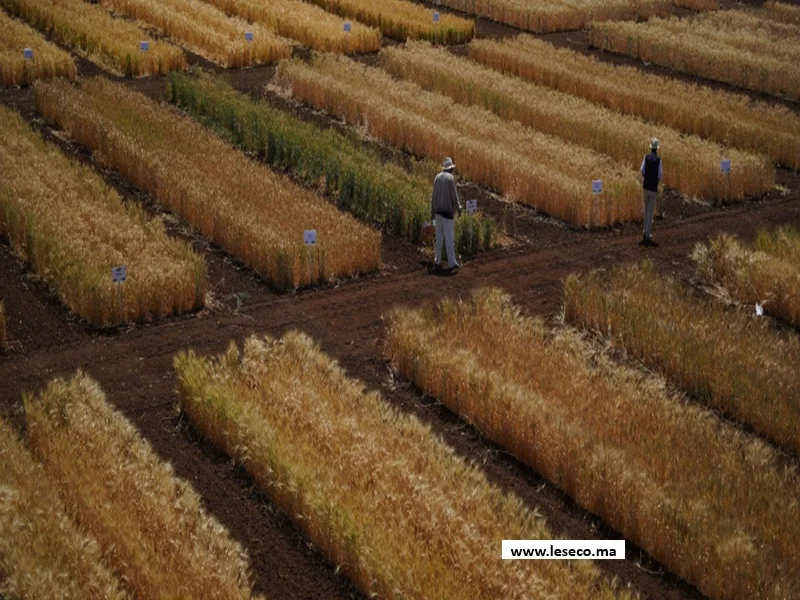 Semis direct et nouvelles variétés : l'INRA innove