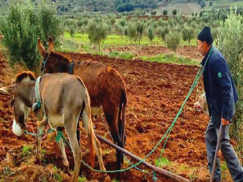 Agriculture : le gouvernement renforce les conditions de travail