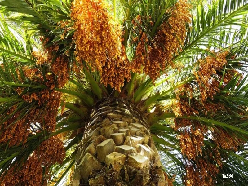 Palmier dattier au Maroc : relance, eau et autosuffisance