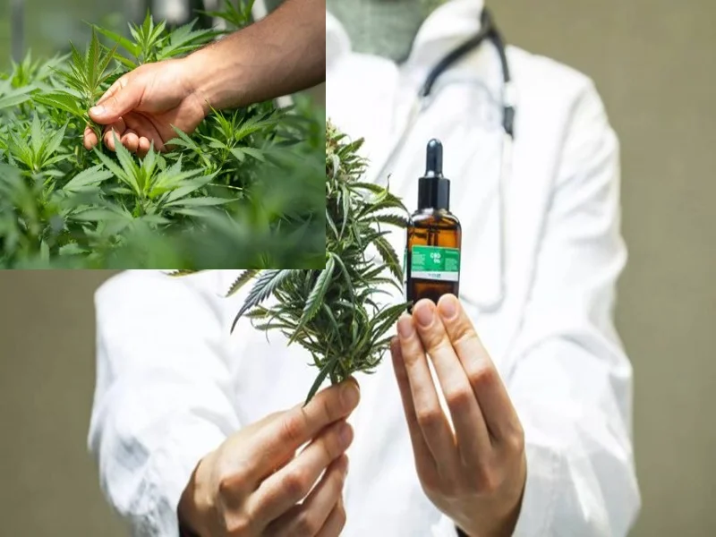 Al Mada Investit dans la Transformation du Cannabis à Usage Légal pour Diversifier ses Activités
