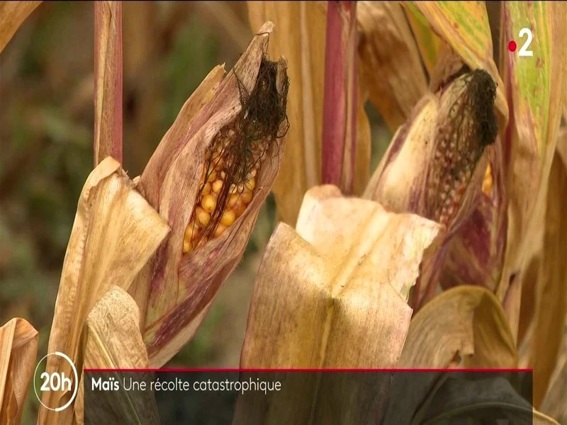 Agriculture : des récoltes catastrophiques de maïs à la suite de la sécheresse 