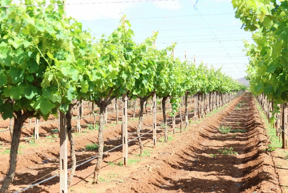 Vision agricole 2050 : le Maroc prépare sa nouvelle stratégie