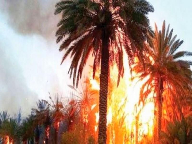 Guelmim : Plus de 800 palmiers ravagés par le feu dans l'oasis de Tighmert