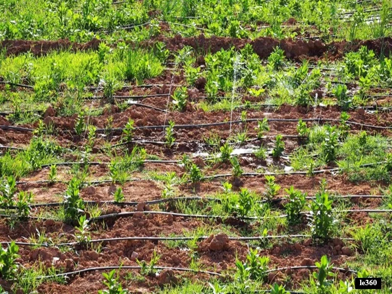 Agriculture au Maroc : reforme du Code des investissements