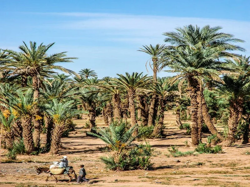 Zagora : l’arrachage illégal des palmiers menace les oasis et le patrimoine naturel 