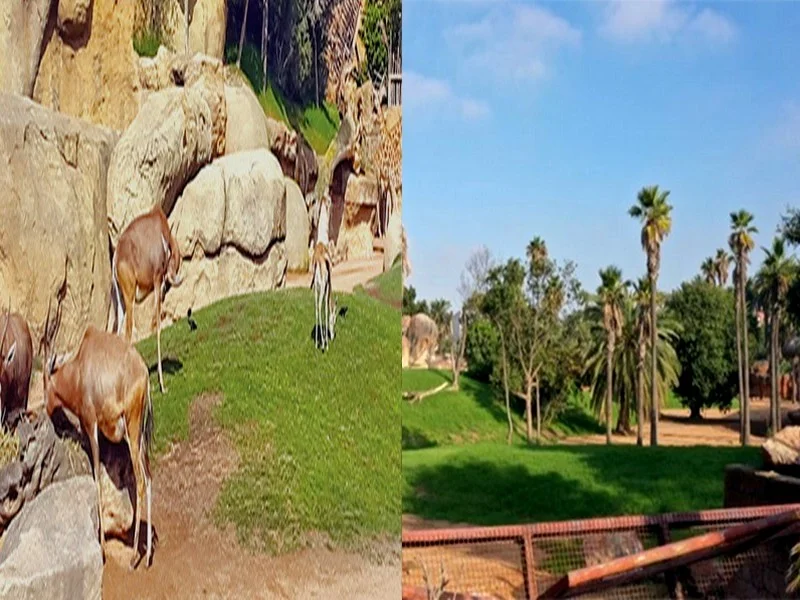 Compétition lancée pour la gestion déléguée du Parc zoologique d’Ain Sebaa