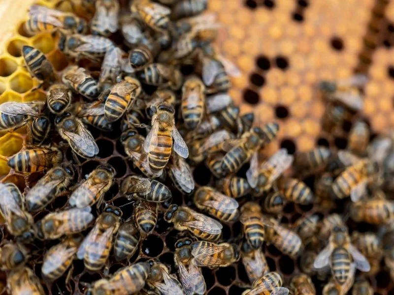 Déclin inquiétant de l'abeille jaune saharienne au Maroc : un défi pour l'apiculture face à la sécheresse, aux virus et à l'érosion génétique