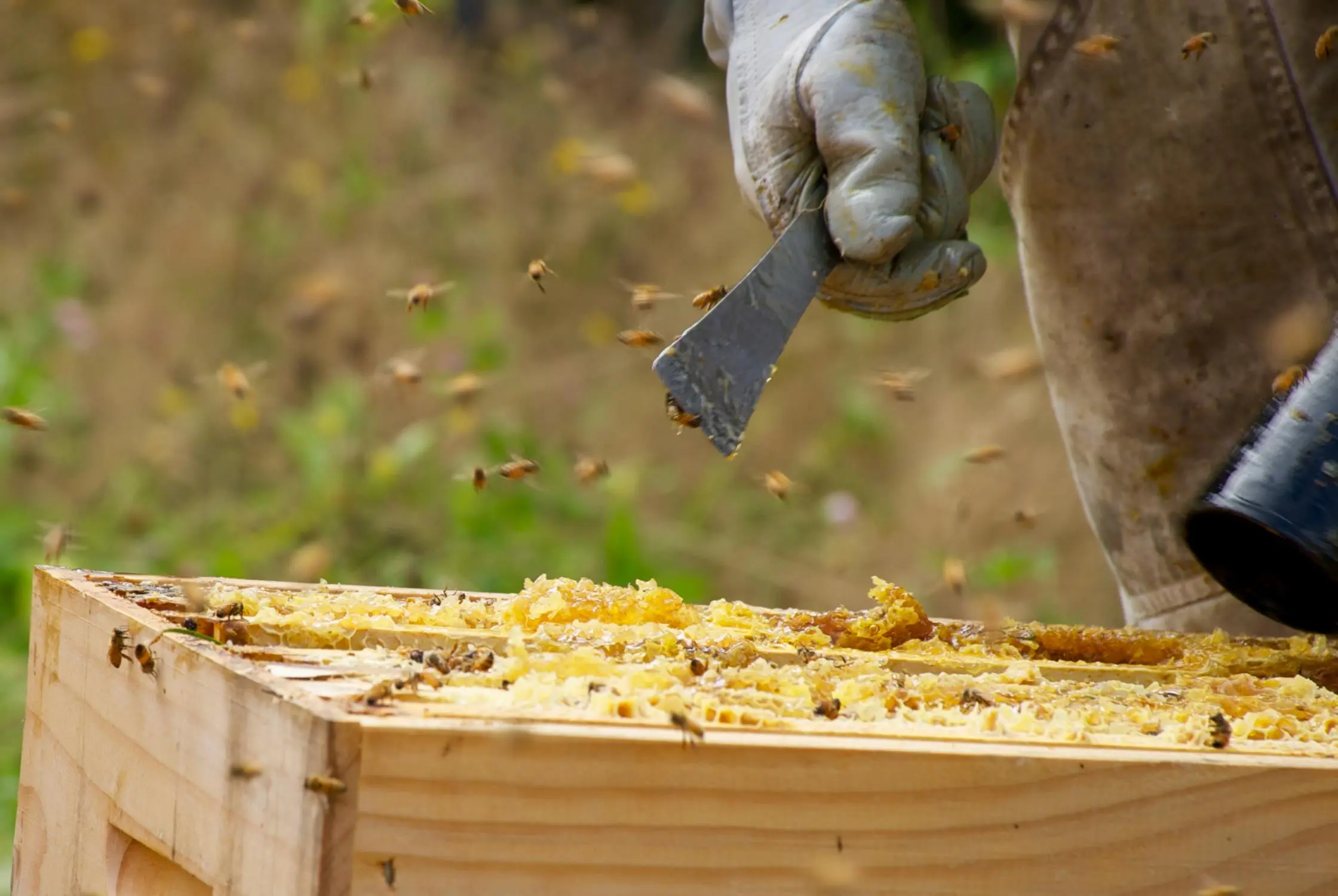 Pour sauver son miel, l’Australie tue des abeilles par millions