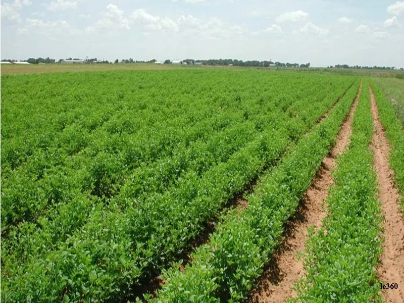 PLF 2026 au Maroc : mesures fiscales et douanières pour soutenir l’agriculture face à la sécheresse