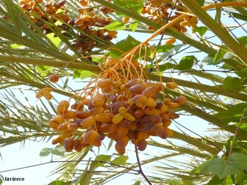 Oasis de Tata : 12.000 tonnes de dattes en 2025