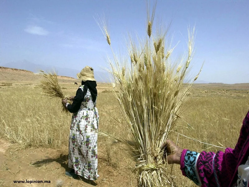 Maroc : 250 M$ pour l'agroalimentaire durable et résilient