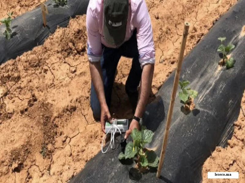 Canicule au Maroc : triple impact sur l’agriculture, l’eau et l’énergie