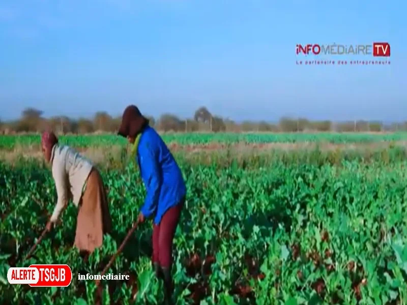 ALERTE TSGJB Adaptation de l’agriculture africaine : l’Initiative AAA fixe une feuille de route 2026-2036