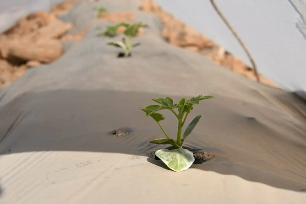 Crise de l’eau et agriculture : l’avenir incertain de la culture de la pastèque à Zagora