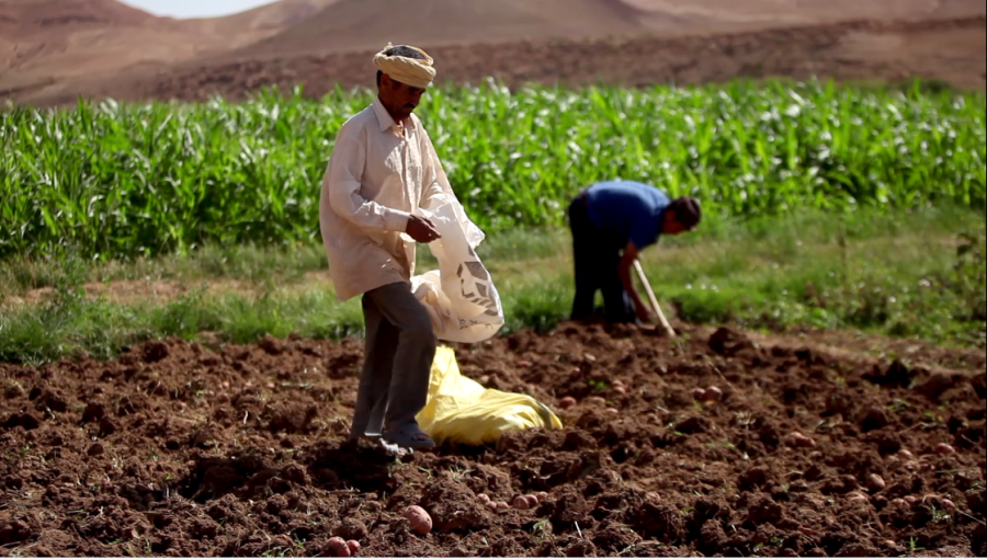 La Résilience de l'Agriculture Marocaine Face aux Défis Climatiques et Hydriques