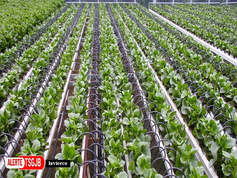 ALERTE TSGJB Maroc–Etats-Unis : un partenariat pour l’innovation et la recherche agricoles