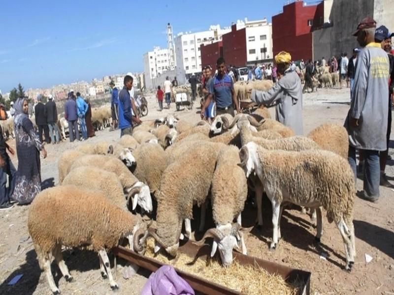 Aïd El Adha: les moutons seront désormais acquis à travers des bons