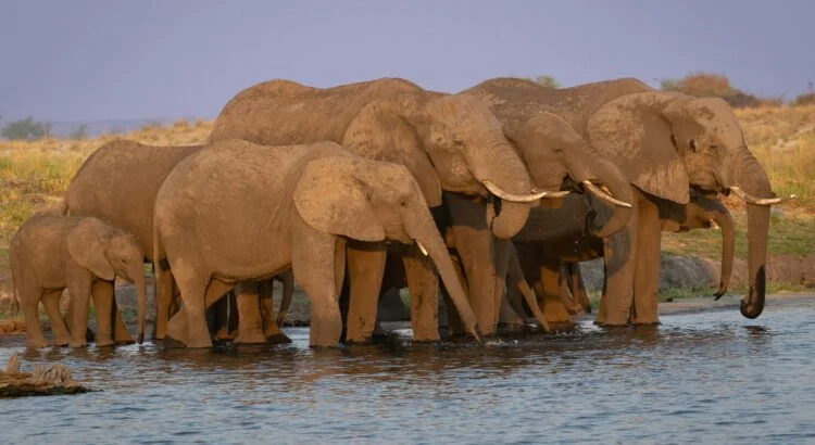 Protection animale : pourquoi les vieux animaux sont essentiels a la biodiversite
