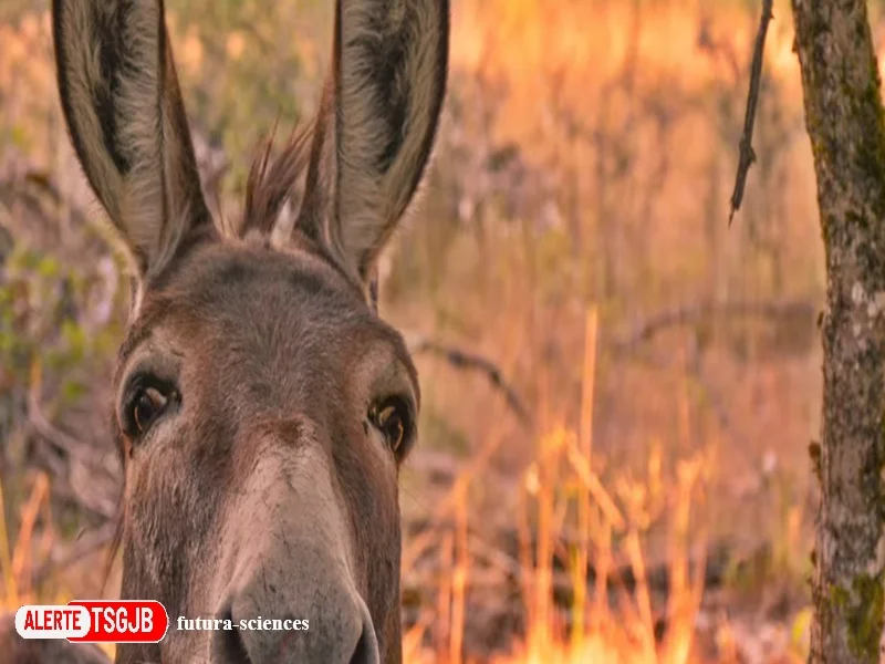 ALERTE TSGJB L’ane : un animal intelligent, sensible et bien plus qu’un animal tetu