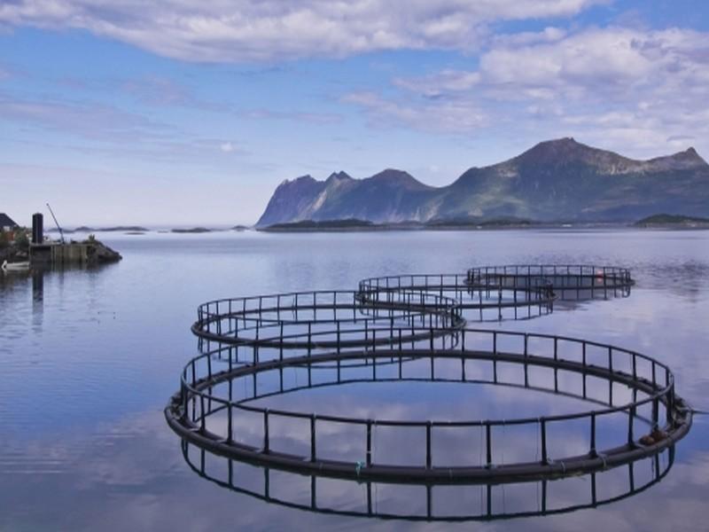 Aquaculture: les millions commencent à tomber