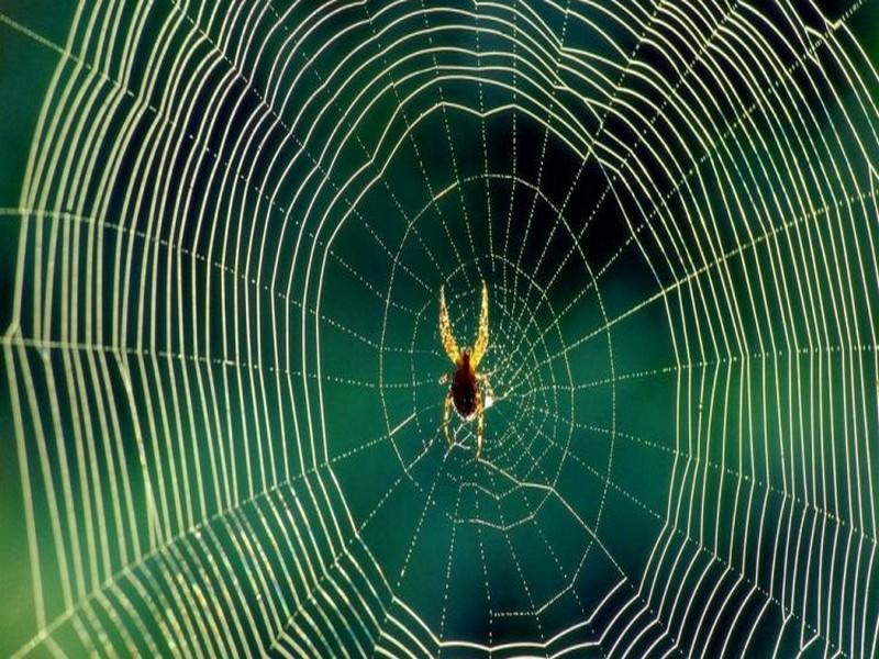 De la soie produite par des araignées nourries au graphène fait à présent partie des matériaux les plus solides au monde