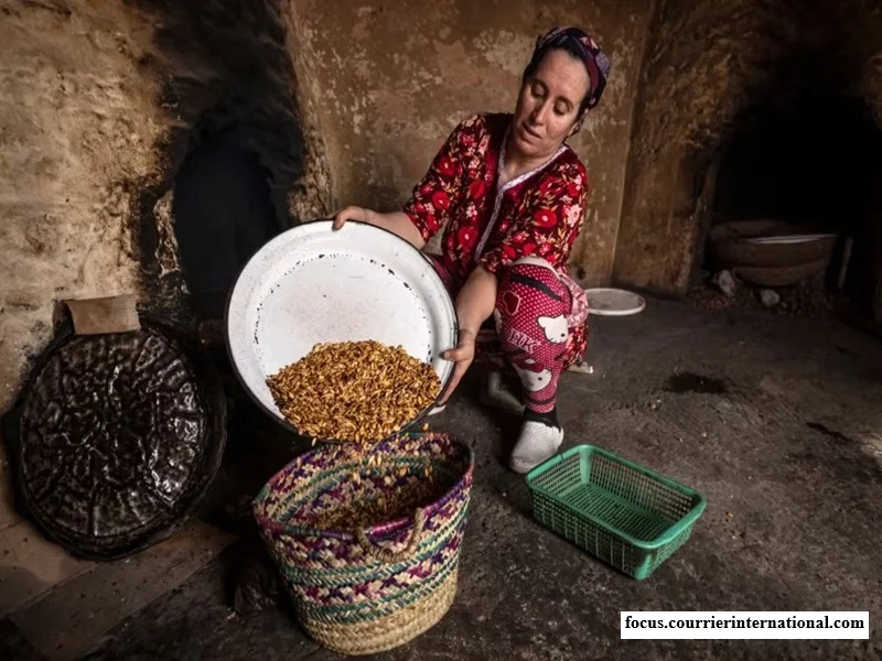 Huile d’argan au Maroc : menaces sur la filière, les coopératives et l’écosystème