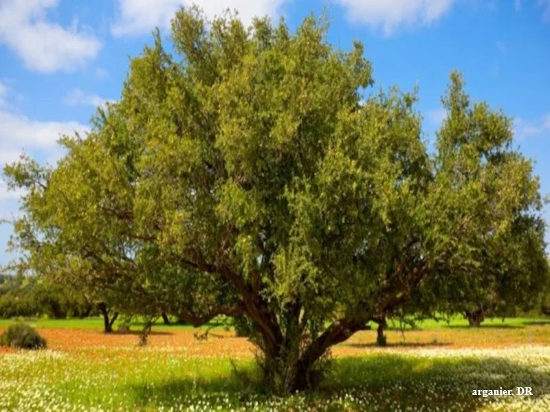 Huile d’argan au Maroc : la filiere mise sur l’arganiculture irriguee pour relancer les exportations d’ici 2030 b²
