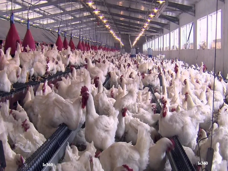 Crise du secteur avicole au Maroc : l’effondrement des prix du poulet menace les éleveurs