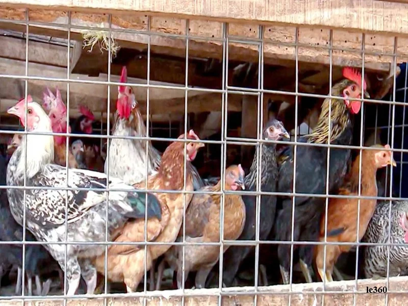 Maroc : chute des prix du poulet, surproduction et pertes des eleveurs, la filiere avicole appelle a une restructuration 