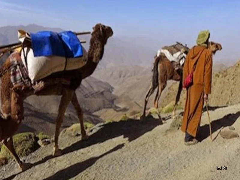 Souss-Massa : tensions entre eleveurs nomades et populations locales sur les paturages