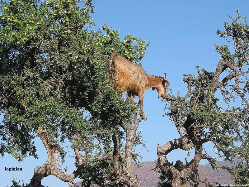 Maroc : protection de la faune et flore sauvages