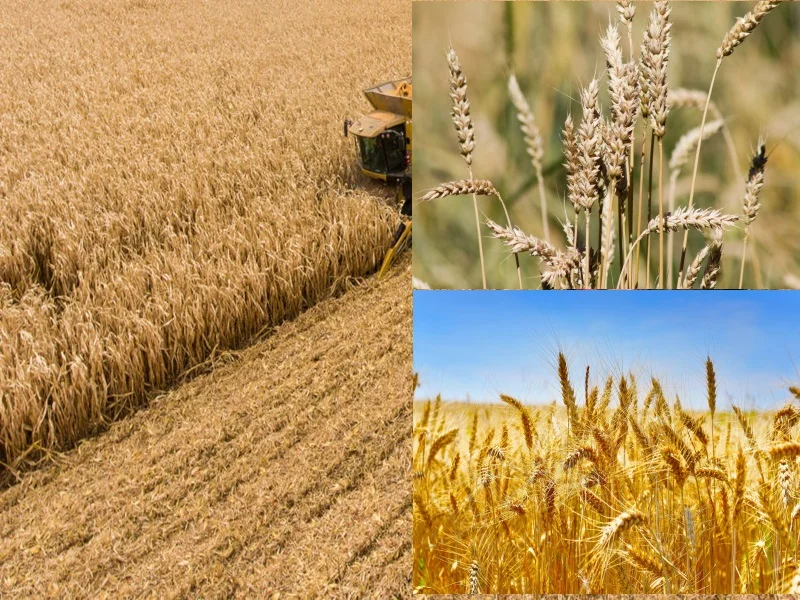 La Mauritanie révolutionne son secteur agricole en expérimentant la culture du blé