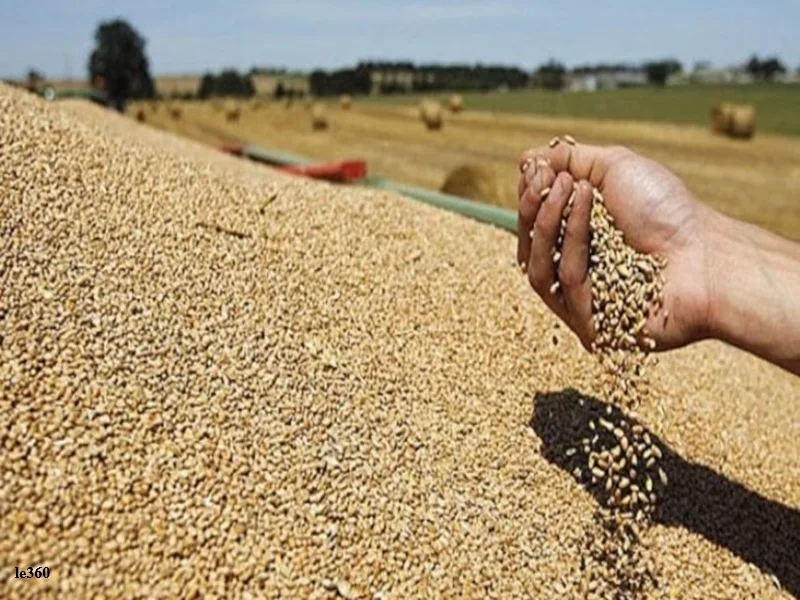 Maroc : detournement des cereales subventionnees par des importateurs