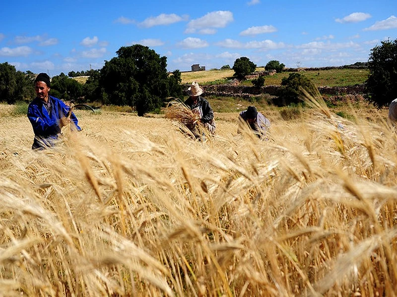 Changement climatique : Quel impact sur le rendement du blé au Maroc ?