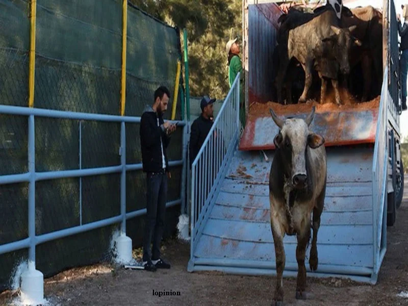 PLF 2026 : le Maroc double le quota de bovins