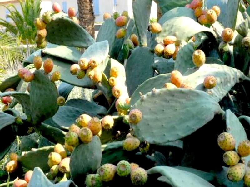 Fikra #26 : Le cactus, une épine dans le pied des agriculteurs des Aït Baamrane ?