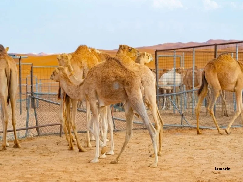 Elevage camelin au Maroc : dromadaire, secheresse, baisse du cheptel et defis economiques de la filiere
