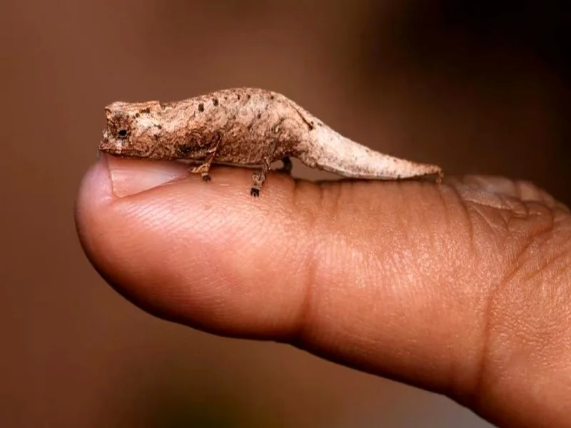 Découverte d’un caméléon miniature à Madagascar : Brookesia nofy, une espèce menacée dévoilée par des touristes 