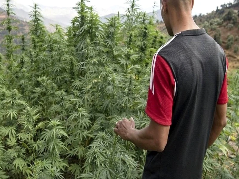 Légalisation du cannabis à usage thérapeutique: le modèle marocain se précise