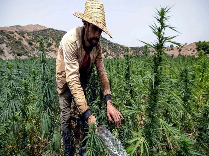 Cannabis au Maroc : la production atteint 4.082 tonnes en 2024