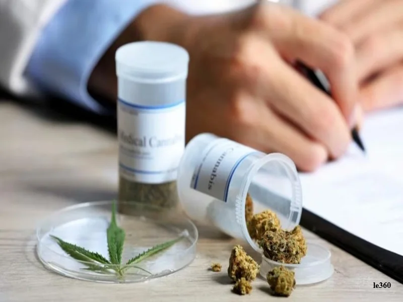 Cannabis médicinal au Maroc : 4.500 hectares cultivés et prescriptions médicales validées en 2025