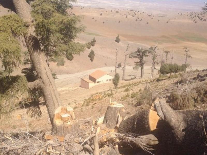 L’abattage des arbres du cèdre s’amplifie dans le moyen Atlas