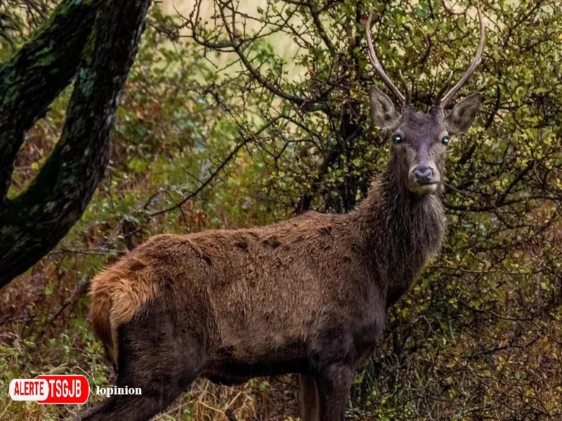 ALERTE TSGJB Parc naturel de Beni Snassen : biodiversite, ecotourisme et reintroduction du cerf de Barbarie 
