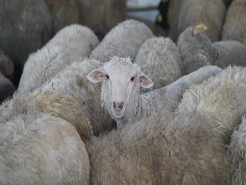 Maroc : pénurie de bétail et flambée des prix avant l'Aïd 