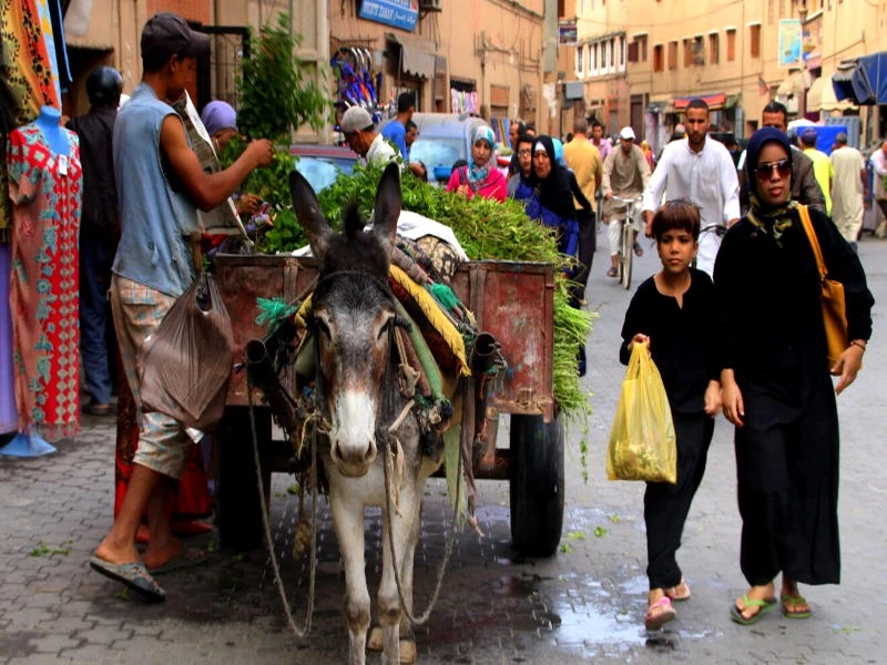 Agadir interdit les charrettes tirées par des animaux 