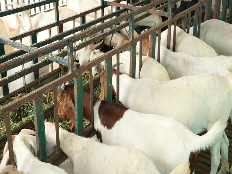 Maroc : Fête du sacrifice face à la sécheresse et à la crise du cheptel