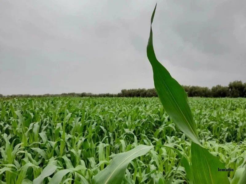 Sécheresse au Maroc : pluies, crise hydrique et urgence d’un nouveau modèle agricole durable