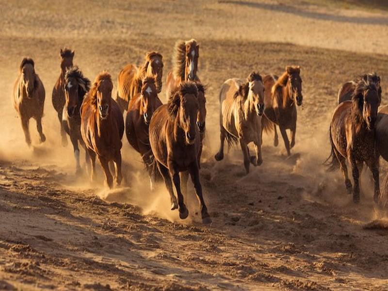 Les États-Unis renoncent à l'abattage de 45 000 chevaux sauvages !